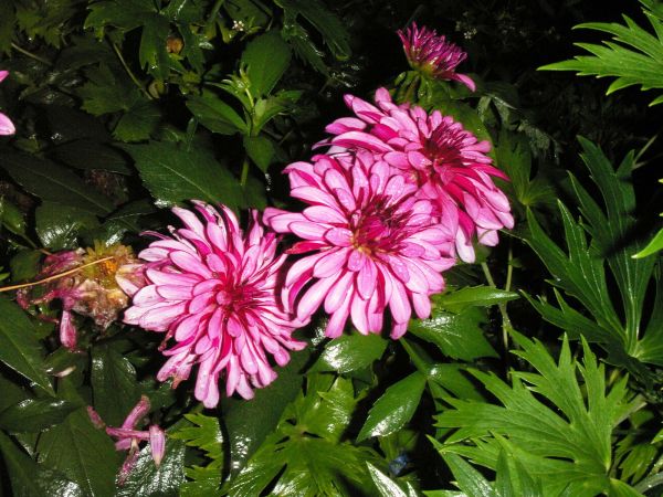 PICT0004.JPG