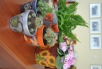DSC_0068~4.JPG