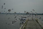 IMG_0553.JPG