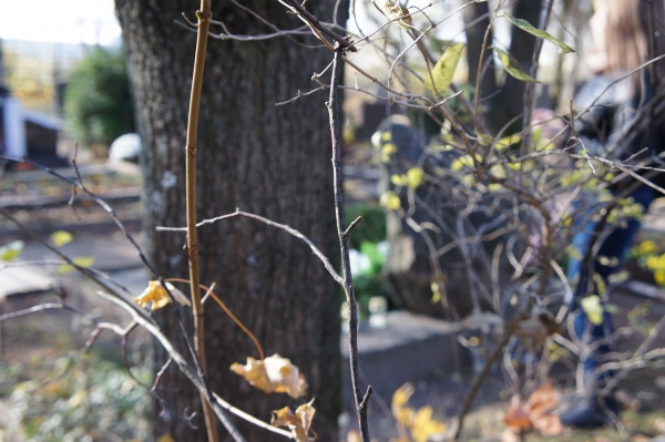 DSC04097.JPG