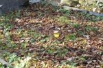 DSC04090.JPG