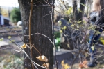 DSC04097.JPG