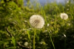 IMGP3589~0.JPG