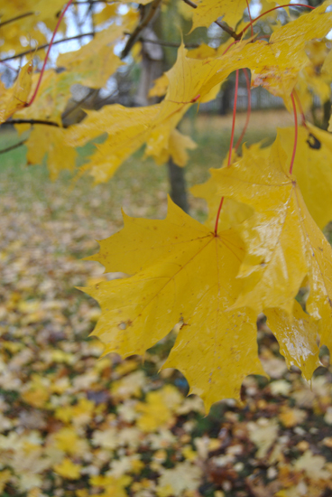 DSC_0454~0.JPG