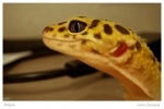 Hikaru.jpg