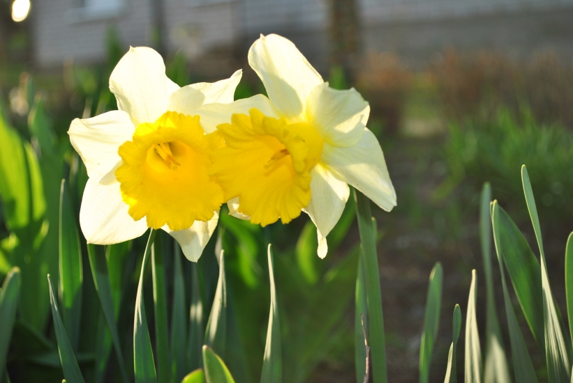 Rūta Rimeikytė "Bučinys"
Gilvyčių mokykla, Šiaulių rajonas. Mokytoja Ingrida Špūraitė - Grinkienė
