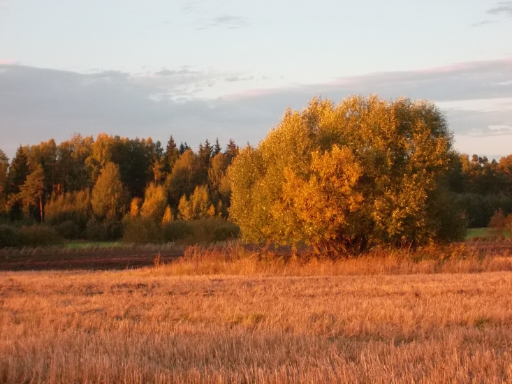 Kristina Latanauskaitė "Saulės nutvieksti"
Gilvyčių mokykla, Šiaulių rajonas. Mokytoja Ingrida Špūraitė - Grinkienė
