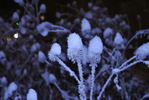 DSC_0099~0.JPG