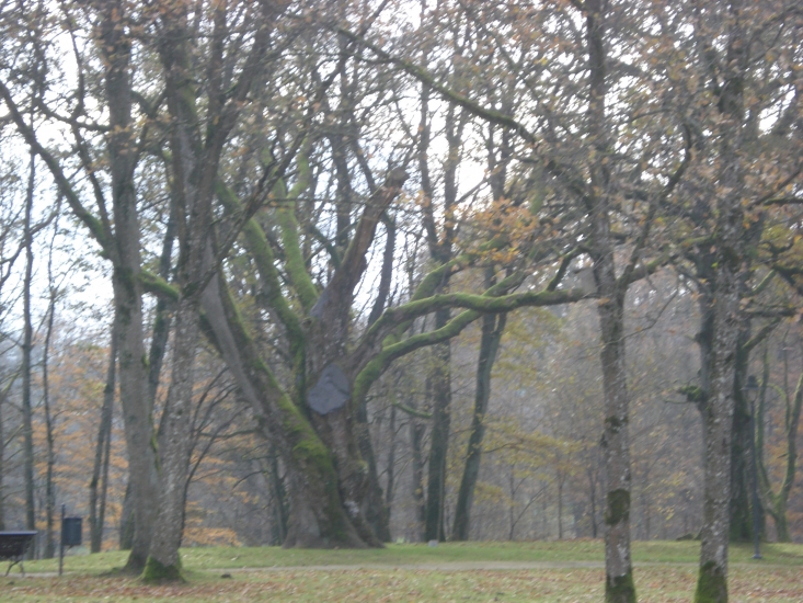 DSC03833.JPG