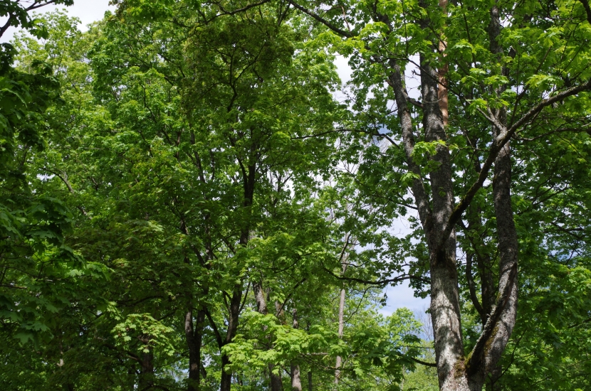 IMGP6553.JPG