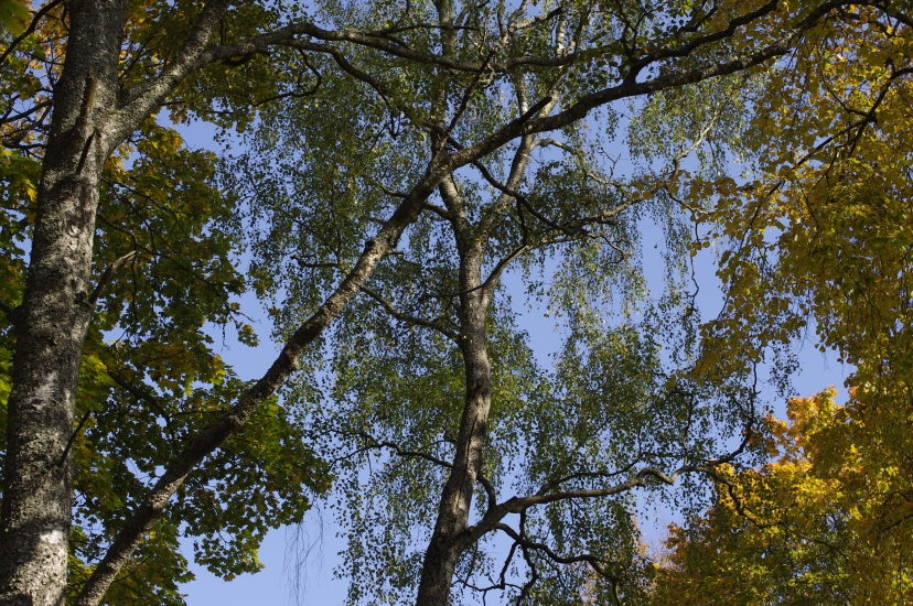 _IGP6135.JPG