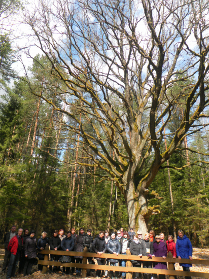 2017-04-12_Dieveniskes_Grybiskiu_azuolas.JPG