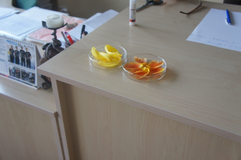 DSC07208.JPG