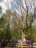 2017-04-12_Dieveniskes_Grybiskiu_azuolas.JPG