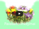 Pavasario_linkejimai_video.jpg