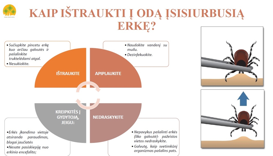 kaip_istraukti_erke.jpg
