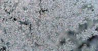 kaledos_2021.gif